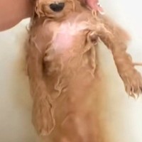 モフモフな犬をお風呂に入れた結果→『宇宙人ですか…？』ワンコとは思えない『まさかの光景』に爆笑続々「美脚で草」「おじいちゃんみたいｗ」
