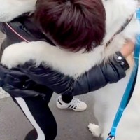 外で『仕事帰りのパパ』に会った超大型犬→嬉しくなりすぎて…自分の大きさがわかっていない『まさかのハプニング』に爆笑「大きい赤ちゃんｗｗ」