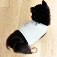 赤ちゃん犬が『生まれて初めて洋服を着た』結果→見守っていたら…とんでもなく尊い『まさかの反応』に悶絶「コテンｗｗ」「可愛いが詰まってる」