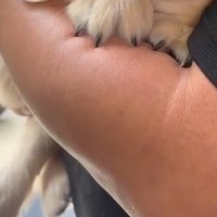 まだ散歩に行ったことがない子犬→試しに外を覗かせてみたら、腕の中で…あまりにも赤ちゃんな『尊い光景』が266万再生「なんちゅう可愛さ…」