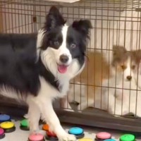 世界一賢い犬種に『ケージの子犬を出してあげて』とお願いしてみた結果→『難しいかな』と思った、次の瞬間…まさかの光景に絶賛「天才すぎる」