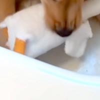 おもちゃを独り占めしたい大型犬→なぜか浴槽にこもって…『絶対に渡さない』悪すぎる表情が11万再生「人間と一緒ｗｗ」「怖い顔も可愛い」