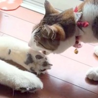 なぜか『大型犬のおてて』を食べようとする猫→怒られても続けて…微笑ましい『仲良しな光景』が274万再生「なんで食べたいのｗｗ」「最高」