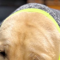 寒がりな大型犬のために『新しい服』を買った結果→着せてみると…この世の終わりのような『まさかの表情』が10万表示「超絶可愛い」「顔ｗｗ」