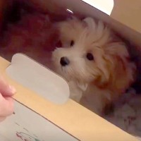値下げされ、売れ残っていた犬→『この子を守りたい』と飼った結果…素敵すぎる『半年の成長記録』が22万再生「愛嬌あって癒される」「可愛い」