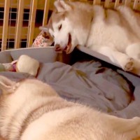 向かい合って寝転ぶ大型犬の親子→突然『お喋りを始めた』と思ったら…想像以上に『騒がしい光景』に9万いいね「ほぼ叫び声で草」「工事現場ｗ」