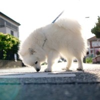 犬が散歩中にする行動の意味とは？やめさせるべき仕草や安全に散歩させるための対策まで