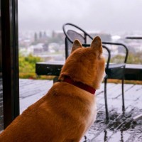 雨の日に犬が散歩に行きたがらない理由5つ　嫌がる愛犬への適切な対応まで解説