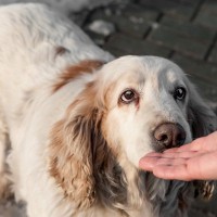 犬が初めて会った人の『ニオイを嗅ぐ』心理4つ　どんな意味があるの？適切な対応まで