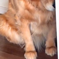 イタズラをした大型犬に『ダメでしょ』と叱った結果→申し訳なさそうに…子どものような『しょんぼり顔』に反響「表情ありすぎ」「可愛いｗｗ」