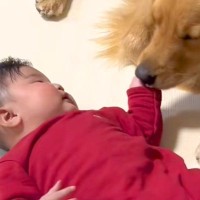 生まれた時から大型犬と一緒に育った赤ちゃん→いつも優しく寄り添って…素敵すぎる『1年半の成長記録』が10万再生「竹馬の友」「仲良し」