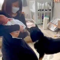 出産のため入院していた女性→退院後、赤ちゃんと一緒に家に帰ったら『犬』が…尊すぎる『初対面の光景』に反響「優しいお兄ちゃんになりそう」