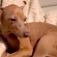 怒って一緒に寝ようとしない犬→仲直りするために『キャンプに連れて行った』結果…あまりにも尊い光景が40万再生「愛されている」「幸せだね」