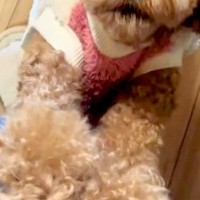 『服を着替えただけなのに…』ママの外出の気配を察した犬→家から出たくなくなる『切ないアピールと表情』に反響「めちゃ喋ってるｗ」「必死ｗ」