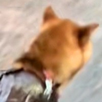 雨の日、散歩に行くため『犬に手作りカッパを着せた』結果→思った以上に『似合っている光景』に爆笑「幼稚園児のお遊戯会ｗｗ」「素晴らしい」