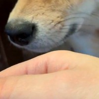 よそのワンコに浮気して帰った結果→家にいた犬が『ニオイ』でブチギレて…わかりやす過ぎる『激怒の表情』に反響「すぐバレるｗ」「人間みたい」