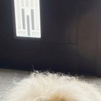 『気温が高くなると、玄関に…』→まるで妖怪？小型犬と思えない『モッフモフ過ぎる光景』に反響「めちゃゴージャスで草」「おなかひやしの季節」