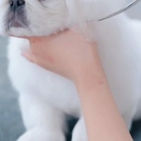 初めてトリミングをする『ボサボサの子犬』→毛をカットしている途中で…大物の予感がする『まさかの光景』に悶絶「鼻ぷぅぷぅ」「全部が可愛い」