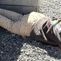 『3歳の息子がどこかへ行った』と探した結果→3秒後に発見し、なぜか犬と一緒に…予想外な『尊い光景』に2万いいね「会議してる？」「素敵」