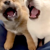 人間が好きすぎる『生後35日の子犬たち』→座っていたら、みんなで近づいてきて…尊すぎる『膝の上を取り合う光景』に反響「天使」「可愛い」