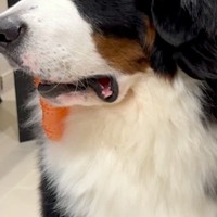 『パパの帰りが遅いな』と気付いた超大型犬→表情が一変して…家族想いな『健気すぎる光景』に反響「すべてが尊い…」「本当に感受性が豊かな子」