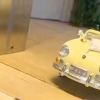 結婚式場のドアが開くと『2匹の犬』が現れて…思わず歓声があがった『とんでもなく尊い登場の仕方』が14万再生「主役感」「運転してる？ｗ」