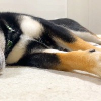 2日間、ママがいなくて『寂しい表情』になった犬→ご飯を食べても元気がなくて…微笑ましすぎる『再会の瞬間』に反響「大好きなのが伝わる」