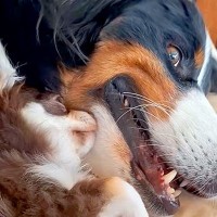 『40キロ越えの超大型犬』と『たった2キロの極小犬』→サイズ差が凄くても…愛おしすぎる『凸凹コンビ』に絶賛「やばい癒された」「憧れる」