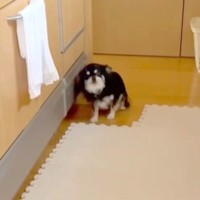 『入ってはいけない場所』を教わった犬→家族がそこにいると、ダメと思いつつも…まさかの光景が90万再生「制御できてなくて草」「涙出たｗ」