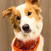 『お姉ちゃんとパパを起こしてきて』と犬にお願いした結果→あまりにも露骨な『態度の違い』に絶賛「熱量の差ありすぎて草」「言葉理解して凄い」
