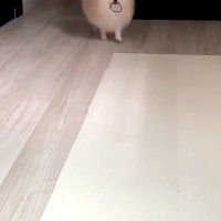 髪ゴムを無くしてしまった女性→なぜか犬がよちよち歩いてきて…天使のような『まさかの行動』が220万再生「本当いい子」「間違いなく天才」
