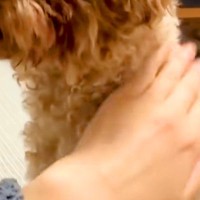 犬を預けた母からLINE→映像が送られてきたので、開いてみると…なんだか切ない『まさかの態度』が7万再生「可愛い」「素敵なおばあちゃん」