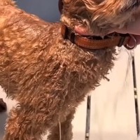 獣医師が諦めるほど『噛みつく犬』→トリミングに通い続けたら…4回目の来店時に見せた『素敵な光景』が75万再生「信頼関係が凄い」「感動…」