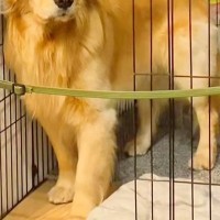 自分でケージに入った大型犬が『閉じ込められた』と勘違いした結果→まさかの『泣いちゃいそうな表情』が236万再生「切ない目ｗ」「可愛すぎ」