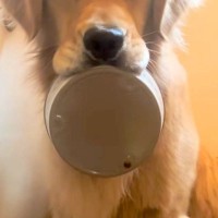 朝、15分寝坊してしまった結果→大型犬が『朝ごはん』を待っていて…思った以上に『ブチギレている表情』が41万再生「怒ってるｗ」「目がｗ」