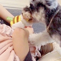 眠気の限界が来たので、お昼寝しようとした結果→犬がおもちゃを持ってきて…譲れない攻防戦と『素敵すぎる展開』に反響「可愛い」「幸せな時間」
