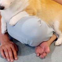 雷が鳴り響く日、怖くて膝の上に避難してきた犬→離れようとすると…理不尽すぎる『ブチギレの表情』に爆笑「マジギレで草」「表情豊かすぎるｗ」
