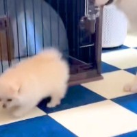 小さな子犬のことが心配でたまらない大型犬→いつも『大丈夫かな』と後ろをついて行き…『親子のような光景』に反響「サイズ感が最高」「優しい」