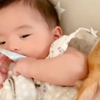 パパがいなくて寂しがる赤ちゃん→犬が優しく寄り添ってくれて…まるで人間のように『優しくて尊い光景』に反響「頼もしい」「本当に仲がいい」