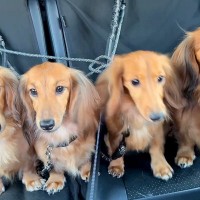 『公園に行ける！』と思い込んでいる4匹の犬→行き先が『病院だ』とわかったら…個性あふれる様子に反響「ご不満ｗｗ」「性格が出て面白い」
