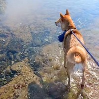 初めて海に来た元保護犬→お母さんが泳ぎ始めると、心配をして…家族愛に溢れた『微笑ましい光景』に反響「海よりも深い愛」「優しい…感動した」