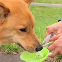 散歩中の犬に水を飲ませると、毎回決まって飼い主に…相思相愛すぎる『まさかの行動』が77万再生「ありがとうって言ってる」「たまらん」と絶賛