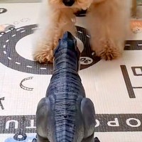 間違えて『子供部屋』に入った犬→恐竜のおもちゃが作動して…ビビりすぎて見せた『リアクション』が26万再生「ドタバタで草」「焦りがｗｗ」