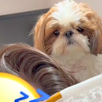 朝、寝ているパパを起こすか悩んでいる犬→『どうしよう』と近づいた結果…とんでもなく尊い『まさかの判断』に反響「天使かな？」「癒される」