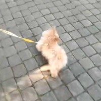 『人が好きすぎる子犬』とお散歩→公園を通り過ぎようとしたら、座っている人たちに…まともに歩けない光景が51万再生「私にも近寄ってほしい」