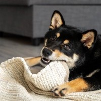 犬が『カーペットを舐める』4つの理由　やめさせるにはどうしたらいいの？