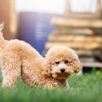 犬の飼い主がしがちな『勘違い』5つ　知っておきたい愛犬の本音や正しい対処法まで