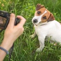 犬が『カメラ』を嫌がる心理5つ　考えられる理由や愛犬を撮影する際の注意点まで