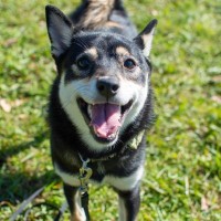 『大切に育てられている犬』の共通点4選　愛犬に伝わりやすい愛情の与え方まで解説