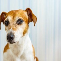 犬から『馬鹿にされる人』の特徴4選　愛犬からの信頼を失ってしまうタブー行為や改善策まで